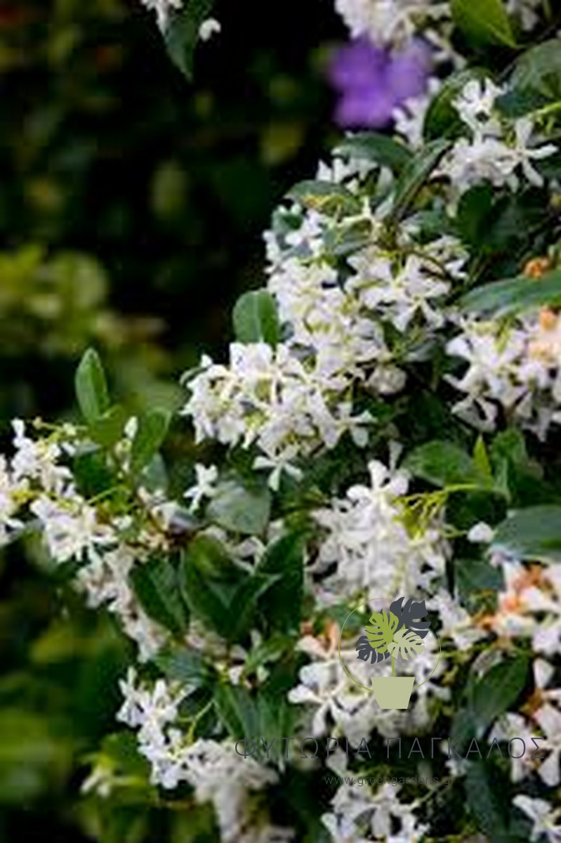 Ρυγχόσπερμα (Trachelospermum jasminoides) – Αναρριχώμενο με Άρωμα - 5 lt